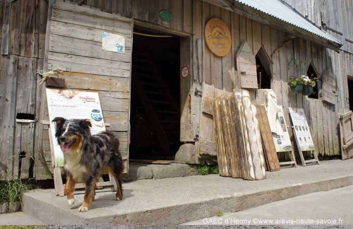 Voici Boule la super gardienne de troupeau berger australien