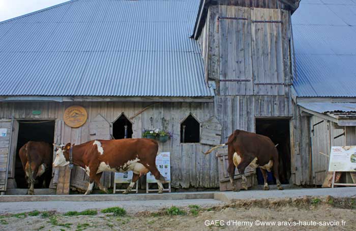La ferme est composée de 2 étables, chaque vache connait son chemin