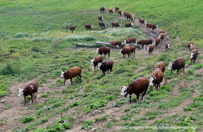 les alpages de Haute Savoie au Grand Bornand