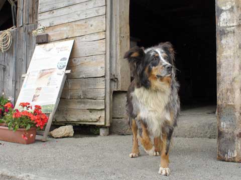 chienne gardien de troupeau Haute Savoie