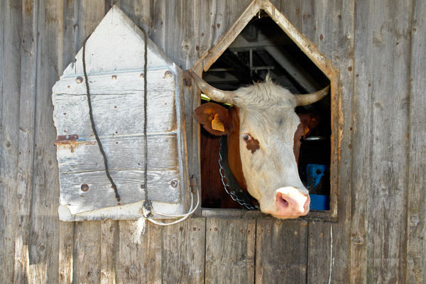 Vache à sa fenêtre col des Annes Ferme d'alpage au Col des Annes
